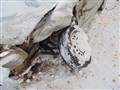 Renault Logan седан 2007 г.